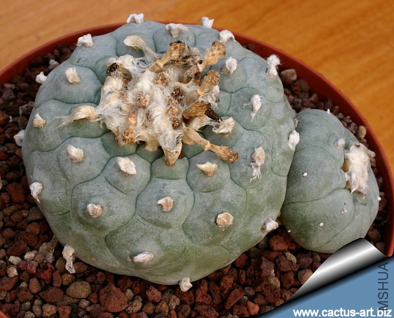 Lophophora_818.jpg