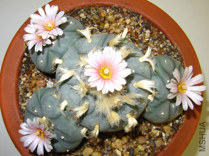 Lophophora Williamsii original two.jpg