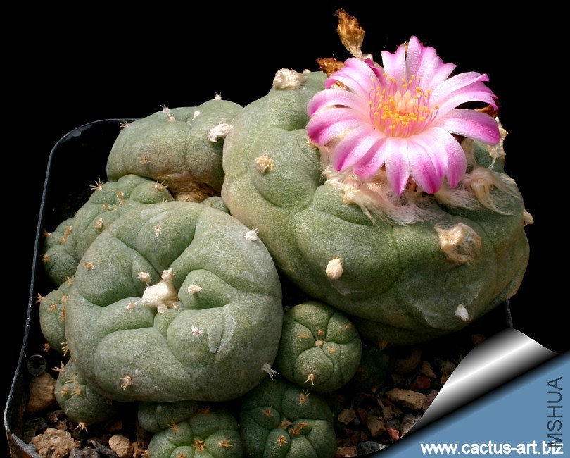 Lophophora_jourdaniana_cluster_810.jpg