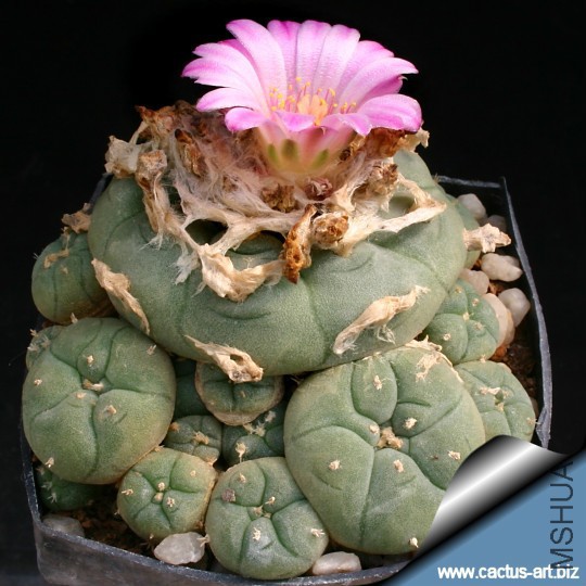 Lophophora_jourdaniana_540.jpg