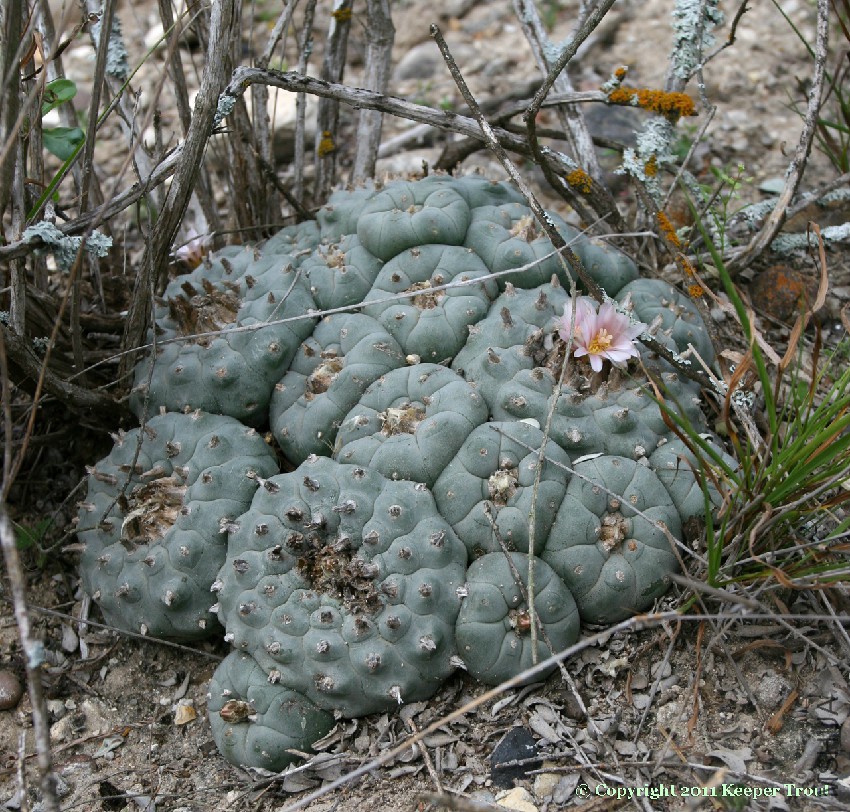 Lophophora-williamsii-plancha-LMR-2012.jpg