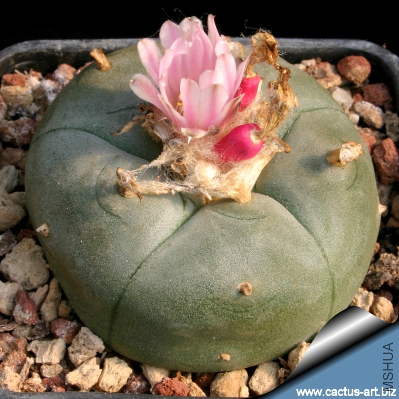 Lophophora_fruit_flowers_810.jpg