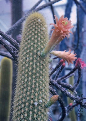 Loxanthocereus-cullmannianus-Backbg.jpg