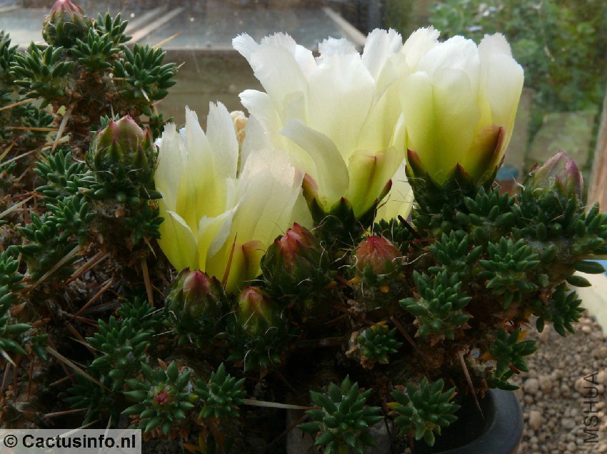 maihuenia patagonica bloem 2.jpg