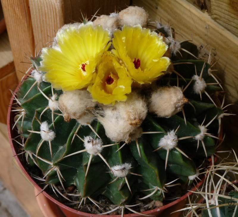 Notocactusselowi001.jpg