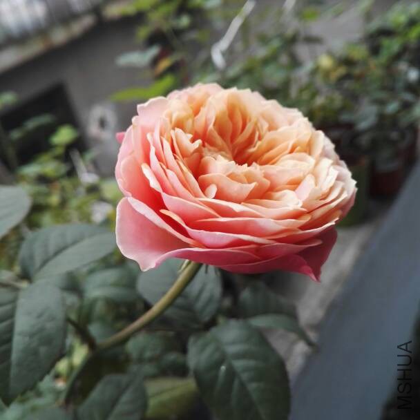 125956ed4dc0mqcj5tsh5t.jpg