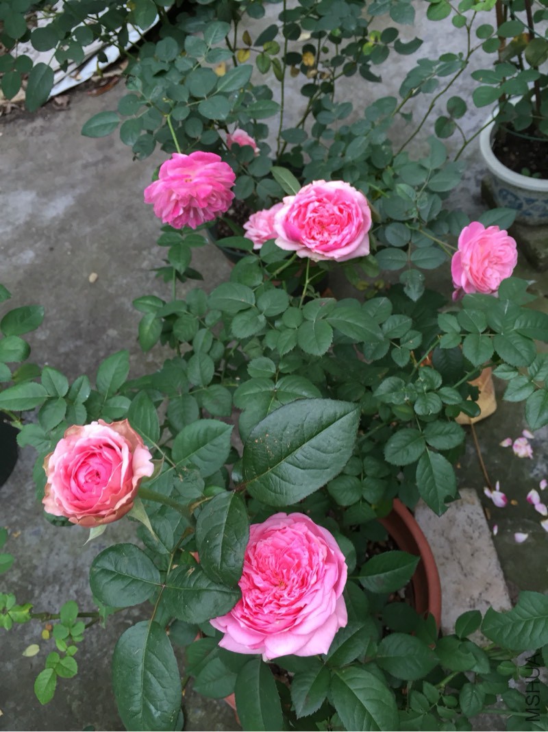 141703hhhyytllpjn2nh22.jpg