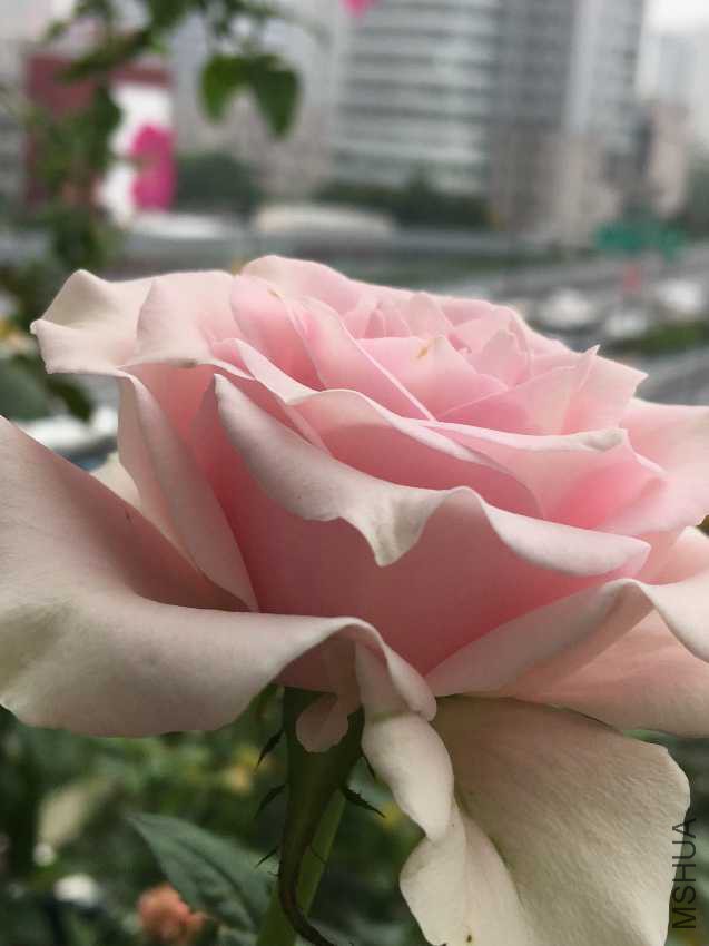 image.jpeg