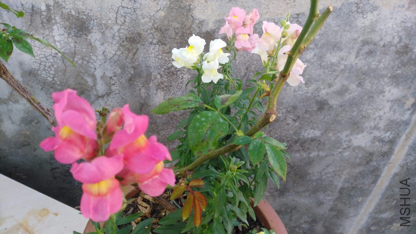 IMG_20161019_175059.jpg