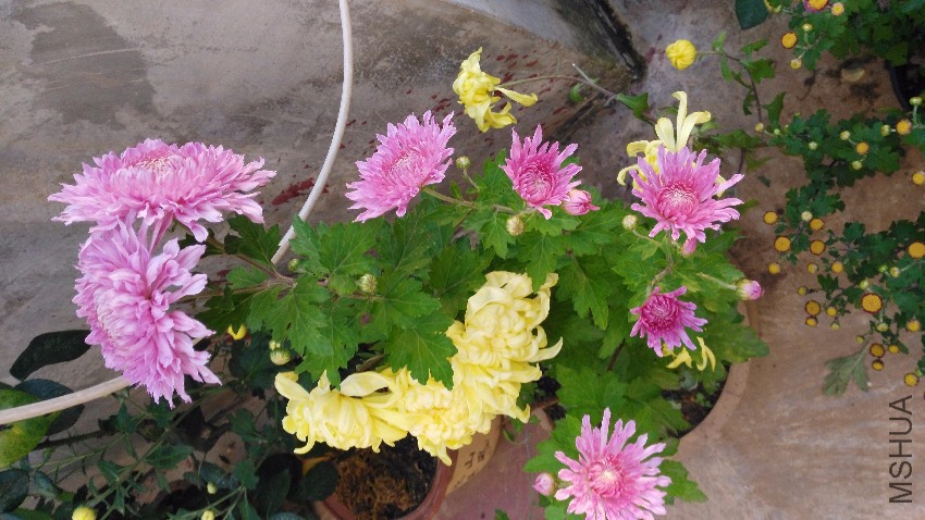 IMG_20161019_175234.jpg