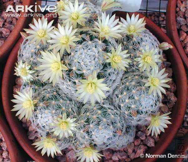 Cultivated-Mammillaria-duwei.jpg
