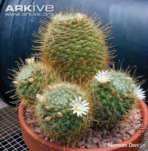Cultivated-Mammillaria-sinisrtohamata.jpg