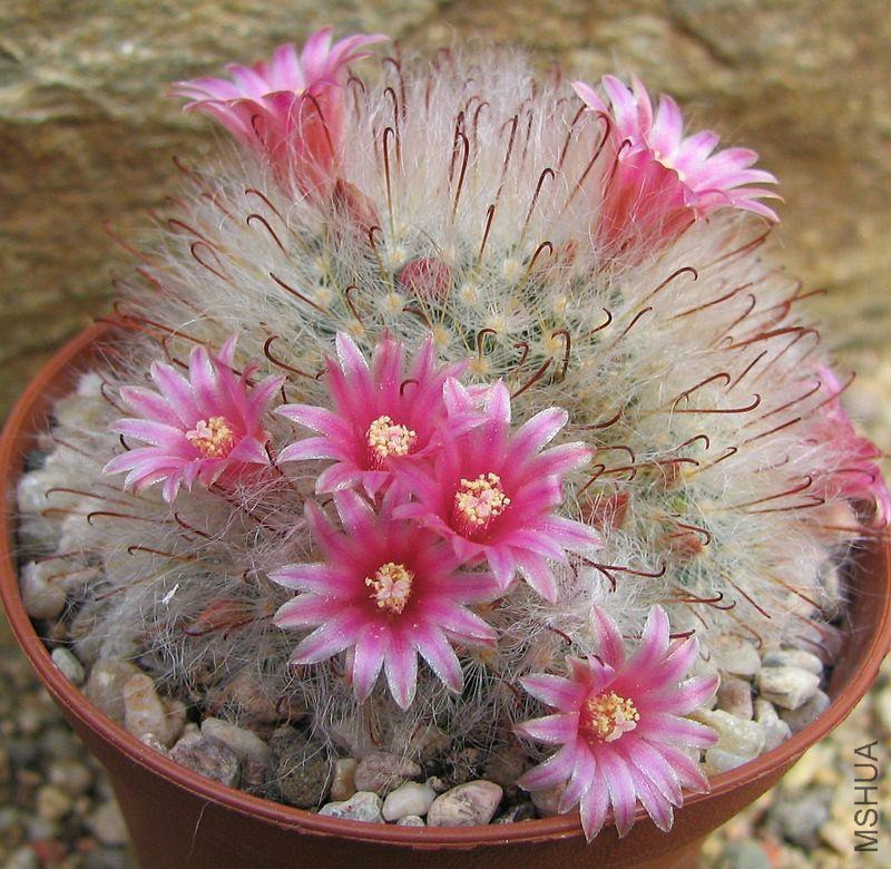 Mammillaria Bocasana V Roseiflora.jpg