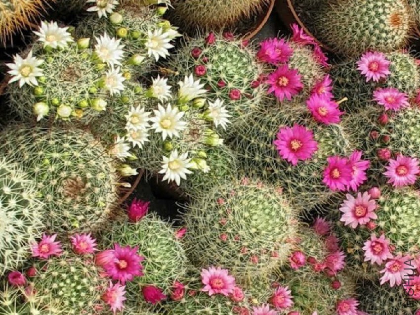 Mammillaria.jpg