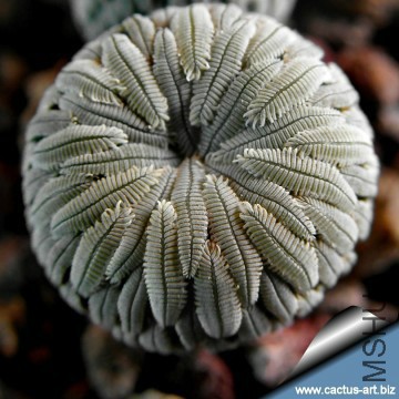Mammillaria_aselliformis_2519_m.jpg