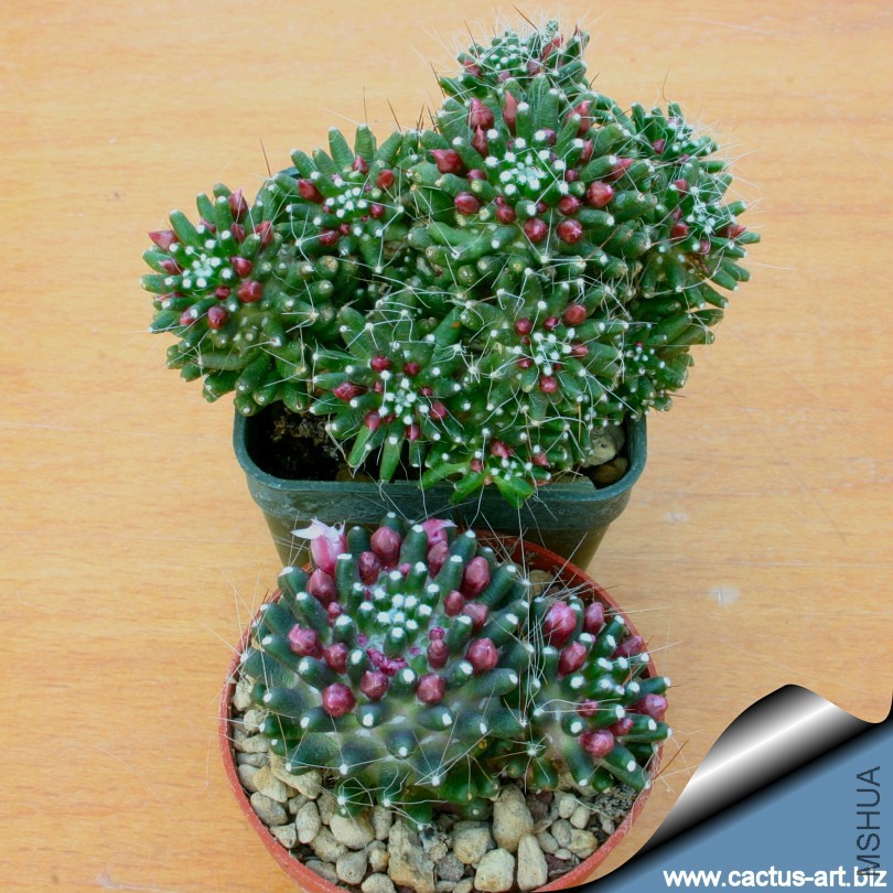 Mammillaria_caterpincy_and_painteri_810.jpg
