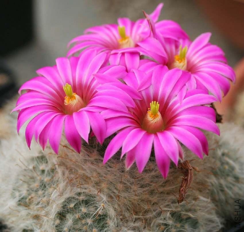 Mammillaria_guelzowiana.jpg