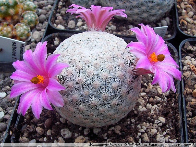 Mammillaria_herrerae_09.jpg