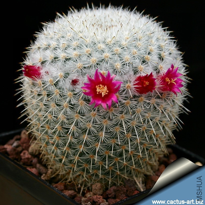 Mammillaria_ignota_810.jpg