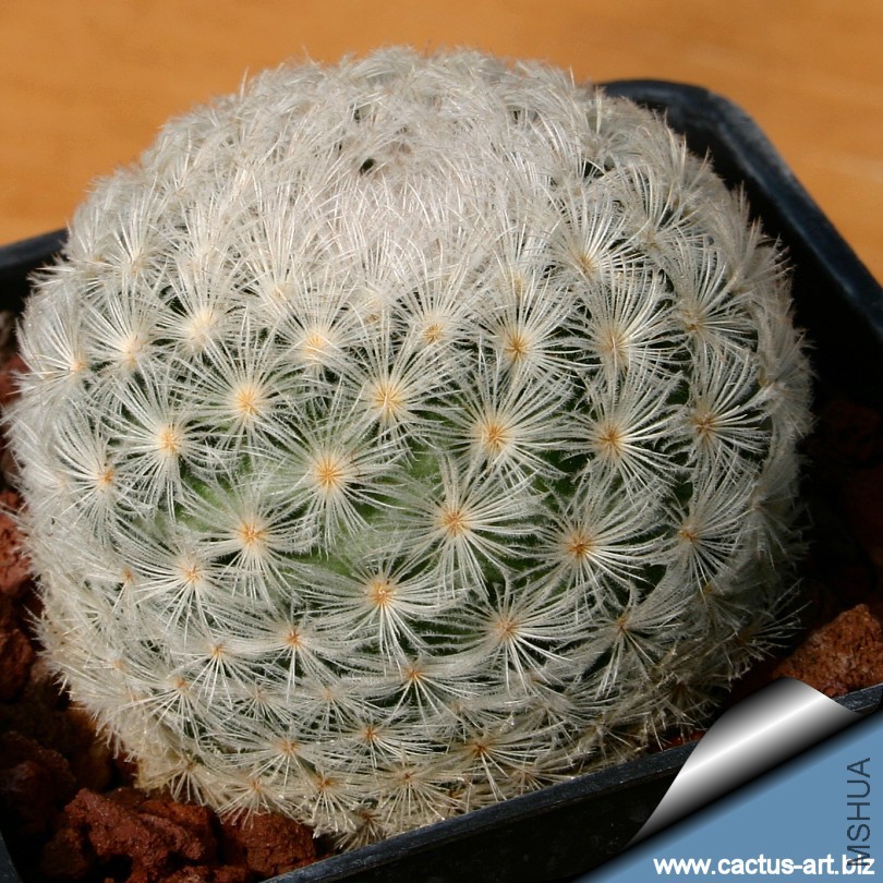 Mammillaria_lasiacantha_SB500_810.jpg