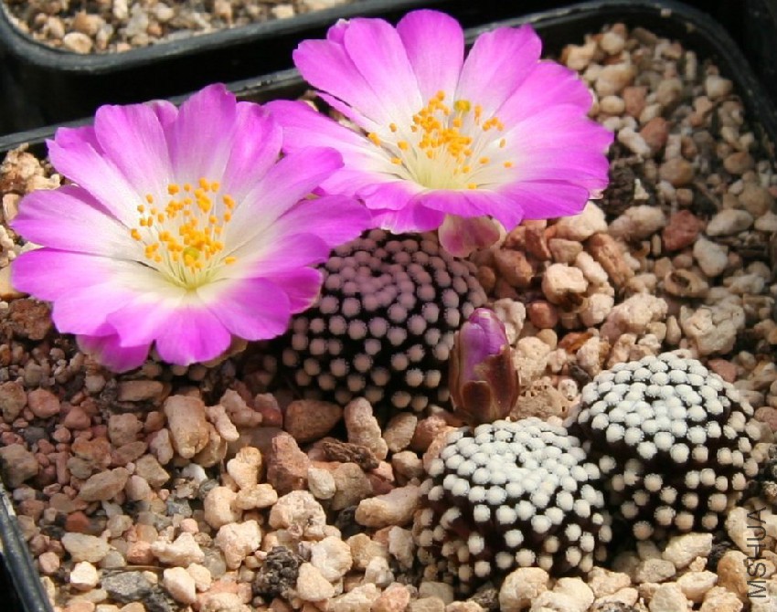 Mammillaria_luethyi_Flower.jpg