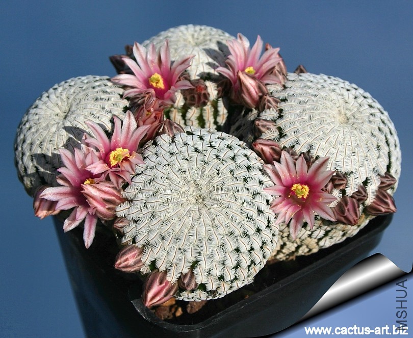 Mammillaria_pectinifera_group_810.jpg