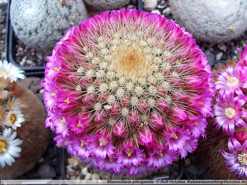 Mammillaria_pilcayensis_07.jpg