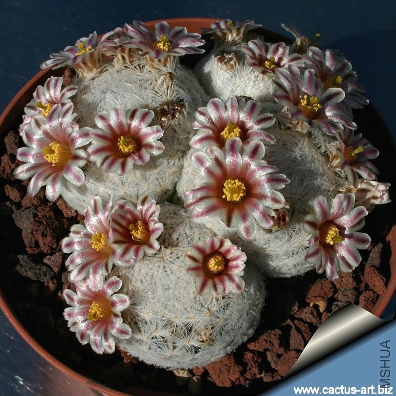 Mammillaria_SB500_810.jpg