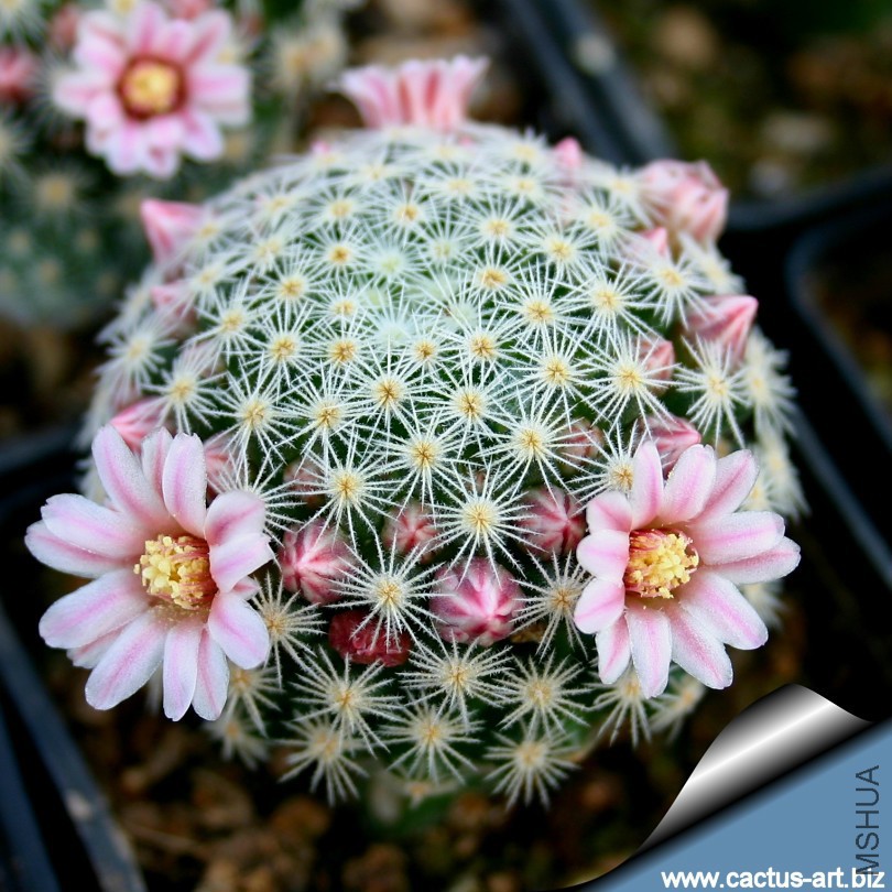 Mammillaria_schiedeana_ssp_giselae_810.jpg
