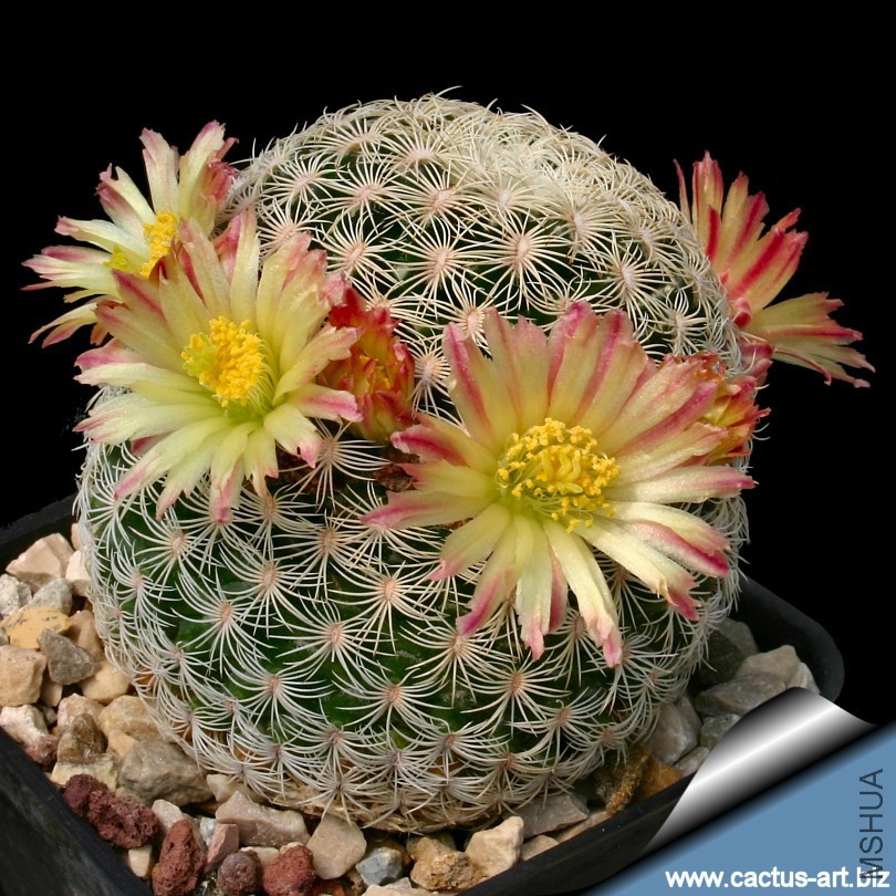 Mammillaria_solisioides_810.jpg
