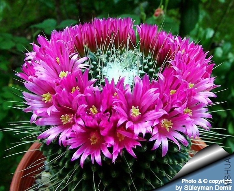 Mammillaria_spinosissima_un_pico_810.jpg