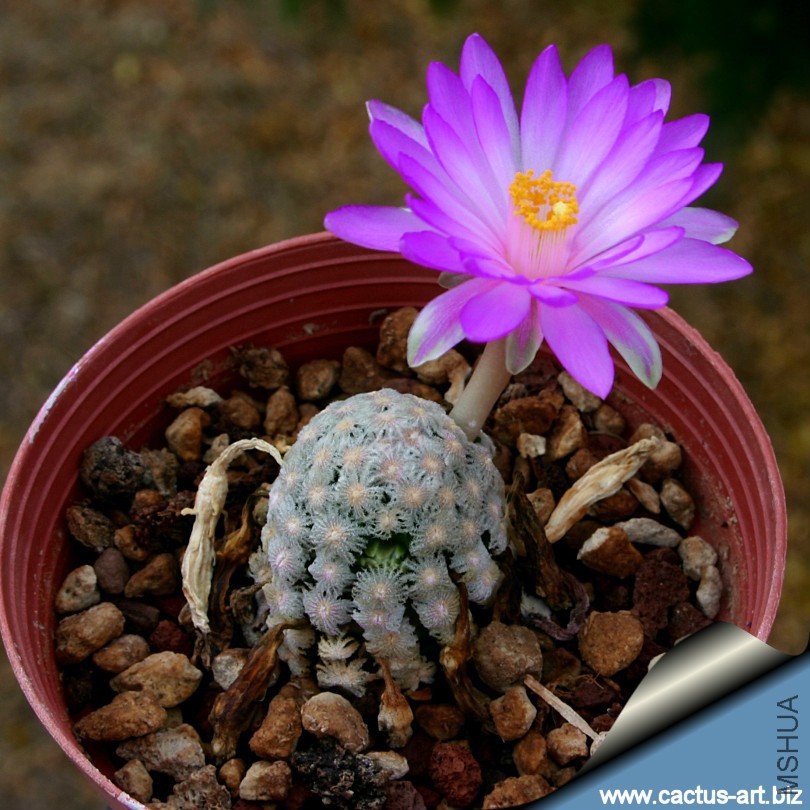 Mammillaria_theresae_03_810.jpg
