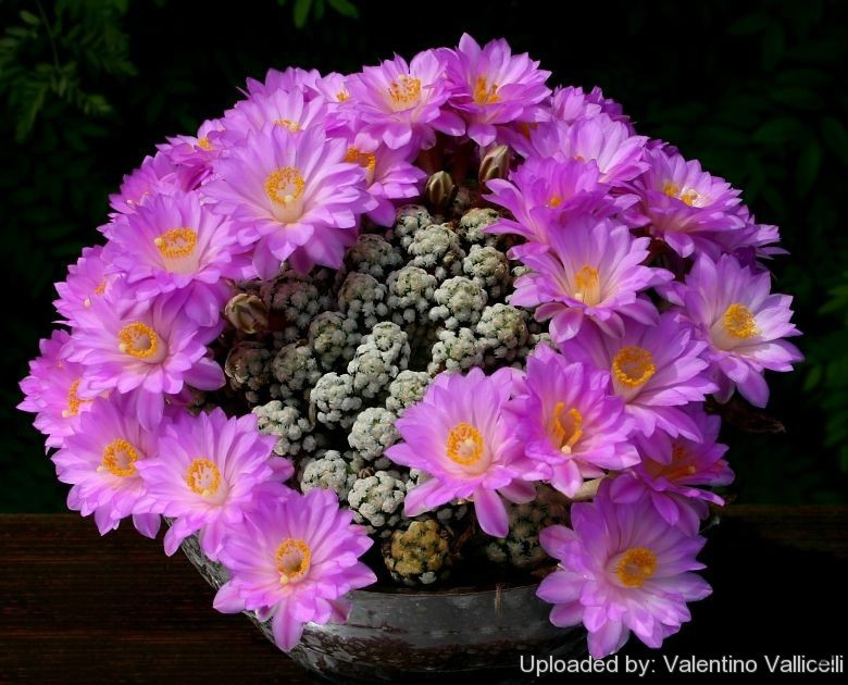 Mammillaria_theresae_2558_l.jpg