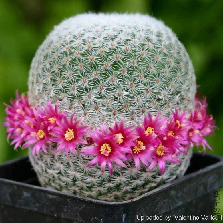 Mammillaria_tlalocii_4964_l.jpg