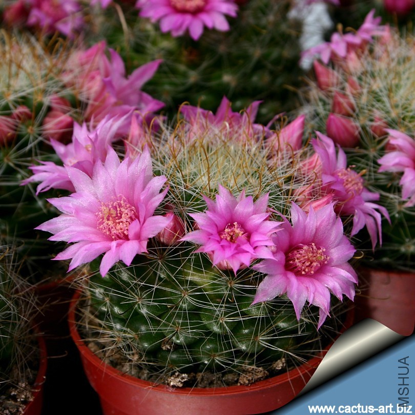 Mammillaria_zeilmanniana_810.jpg
