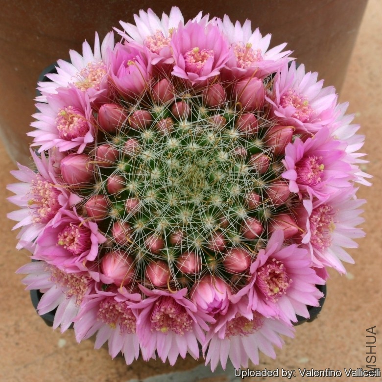 Mammillaria_zeilmanniana_11908_l.jpg
