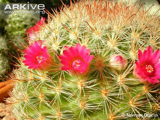 Mammillaria-berkiana-flowering.jpg