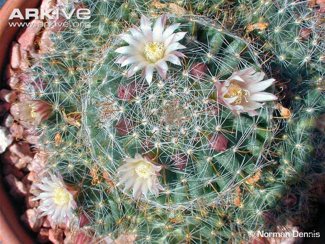 Mammillaria-crinita-with-flowers-and-buds.jpg