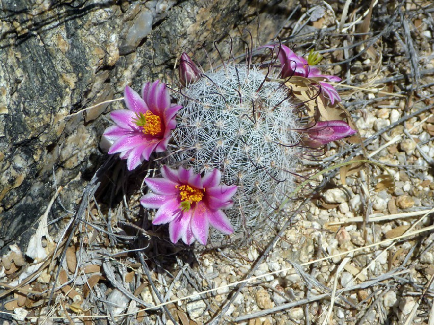 mammillaria-grahamii.jpg