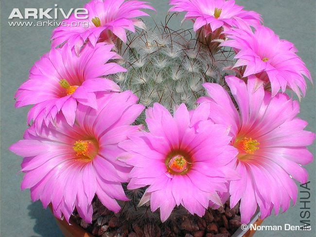 Mammillaria-guelzowiana.jpg