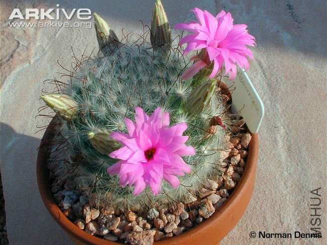 Mammillaria-guelzowiana-flowers-and-buds.jpg