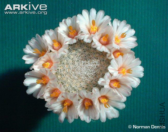 Mammillaria-lenta-flowers.jpg