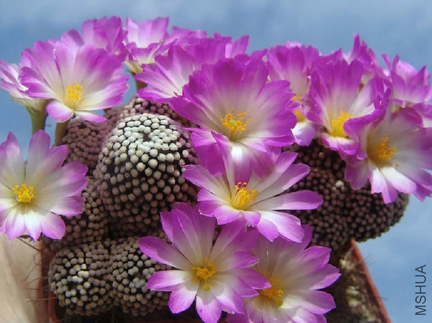 Mammillaria-luethyi3.jpg
