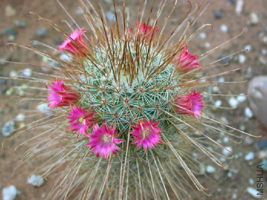Mammillaria-magnifica1.jpg