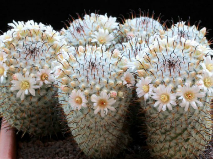 Mammillaria-perezdelarosae3.jpg