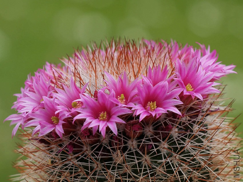Mammillaria-spinosissima-Red-Headed-Irishman2.jpg