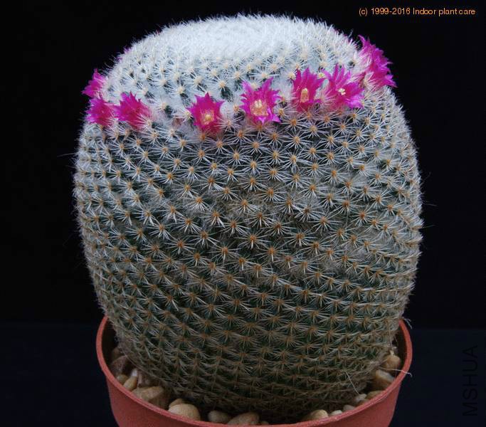 mammillaria-supertexta-sib-__0.jpg
