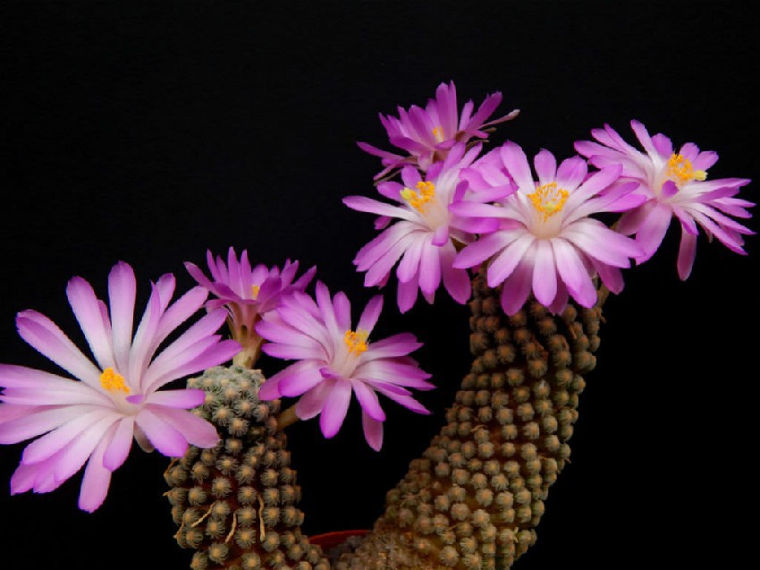 Mammillaria-theresae2.jpg