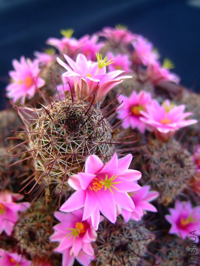 Succu_Mammillaria_fraileana_01.jpg