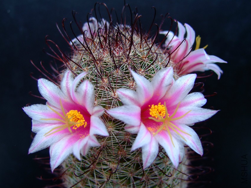 Succu_Mammillaria_swinglei_01.jpg
